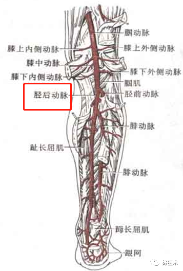 影像PPT - 血管解剖、起止点高清图-22 影像PPT - 血管解剖、起止点高清图-22