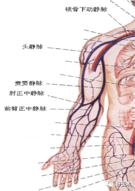影像PPT - 血管解剖、起止点高清图-23 影像PPT - 血管解剖、起止点高清图-23
