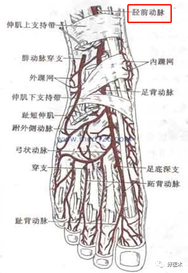 影像PPT - 血管解剖、起止点高清图-21 影像PPT - 血管解剖、起止点高清图-21