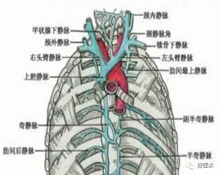 影像PPT - 血管解剖、起止点高清图-26 影像PPT - 血管解剖、起止点高清图-26