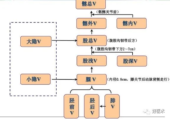 影像PPT - 血管解剖、起止点高清图-29 影像PPT - 血管解剖、起止点高清图-29