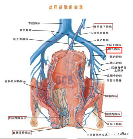 影像PPT - 血管解剖、起止点高清图-28 影像PPT - 血管解剖、起止点高清图-28