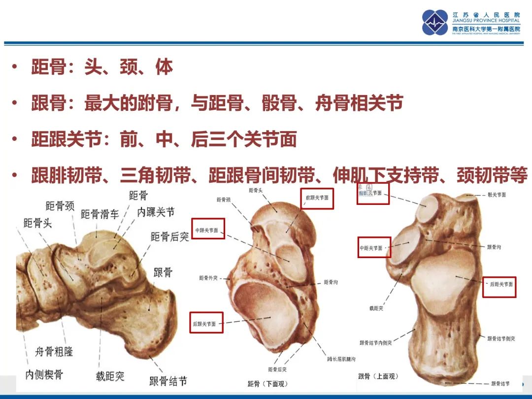 影像PPT - 【PPT】跟骨距骨桥-12