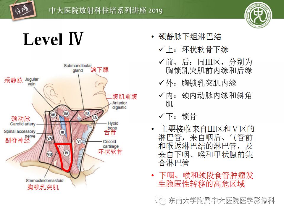 影像PPT - 【PPT】颈部淋巴结的影像解剖及常见病变的影像表现-13