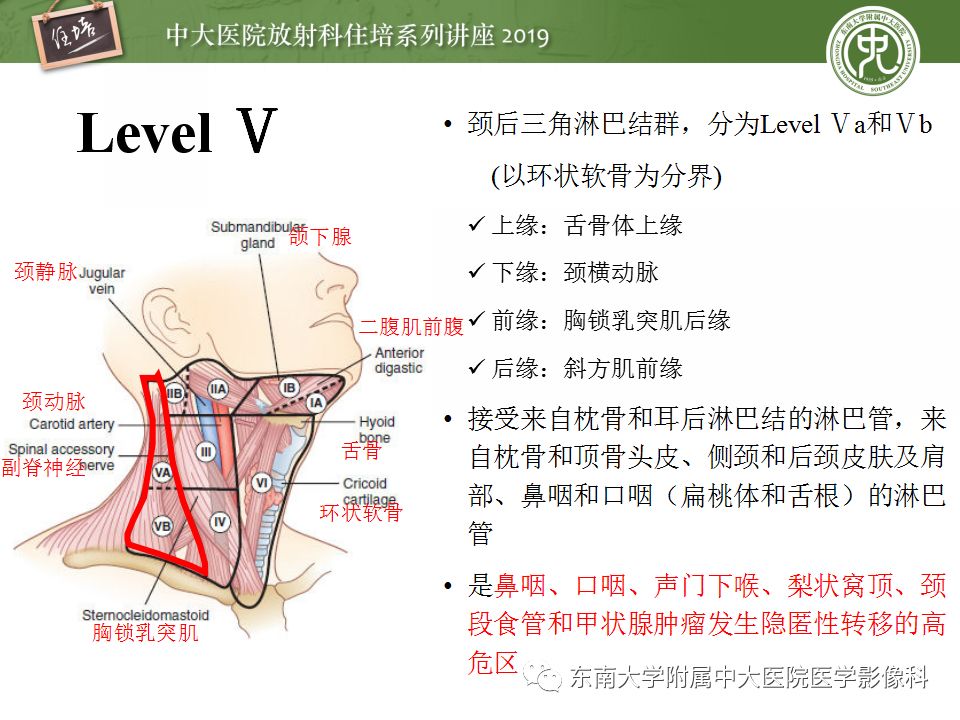 影像PPT - 【PPT】颈部淋巴结的影像解剖及常见病变的影像表现-15