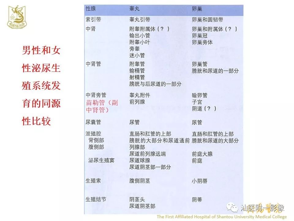 影像PPT - 【PPT】前列腺囊肿的影像诊断-5