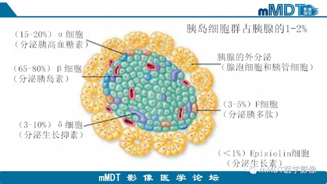 影像PPT - 【PPT】胰腺神经内分泌瘤分级影像对照及鉴别诊断-6 影像PPT - 【PPT】胰腺神经内分泌瘤分级影像对照及鉴别诊断-6