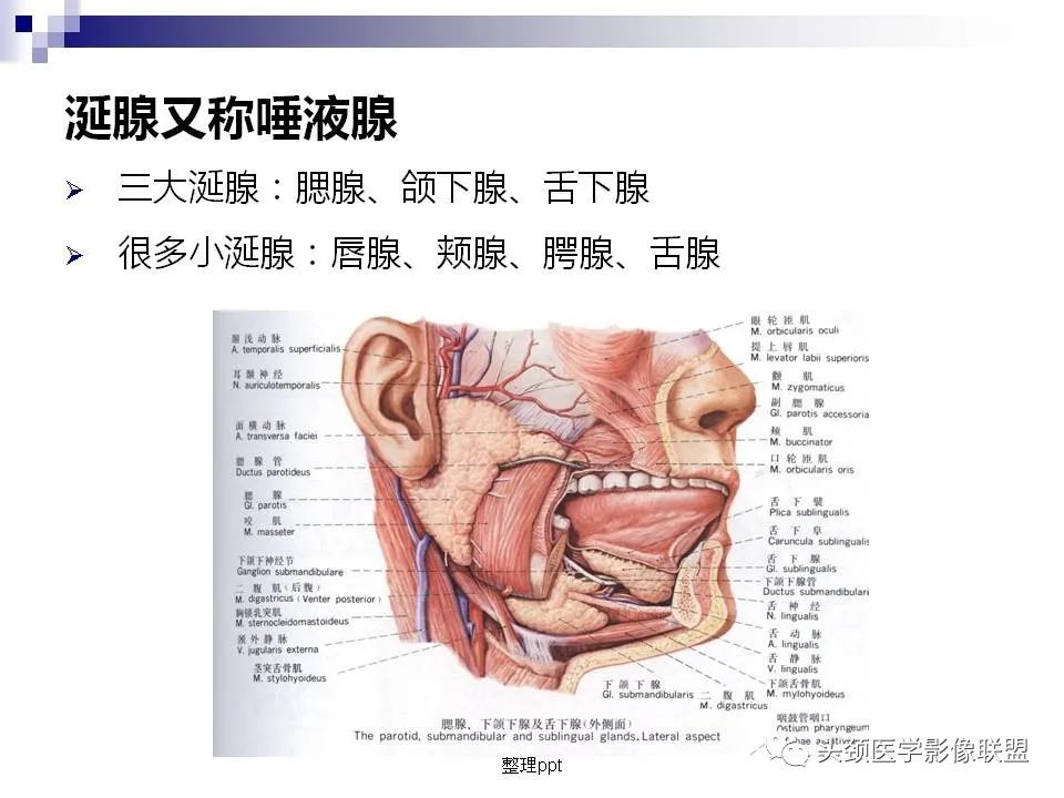 影像PPT - 【PPT】涎腺疾病的影像诊断-3
