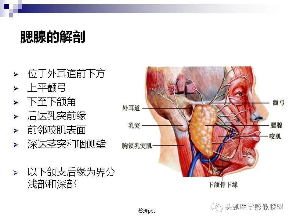 影像PPT - 【PPT】涎腺疾病的影像诊断-4