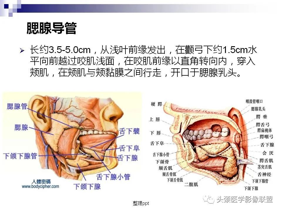 影像PPT - 【PPT】涎腺疾病的影像诊断-6