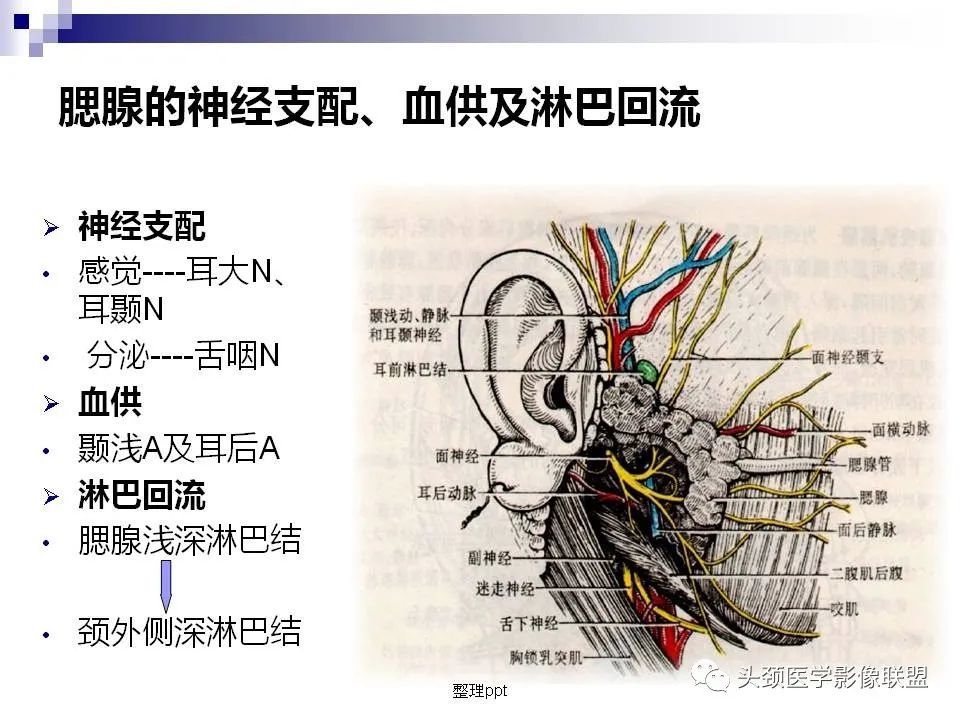 影像PPT - 【PPT】涎腺疾病的影像诊断-7