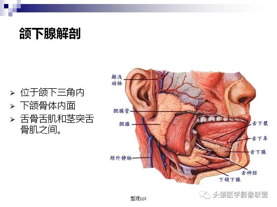 影像PPT - 【PPT】涎腺疾病的影像诊断-8