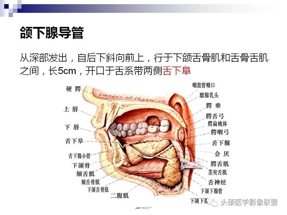 影像PPT - 【PPT】涎腺疾病的影像诊断-9