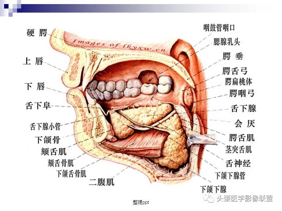 影像PPT - 【PPT】涎腺疾病的影像诊断-12