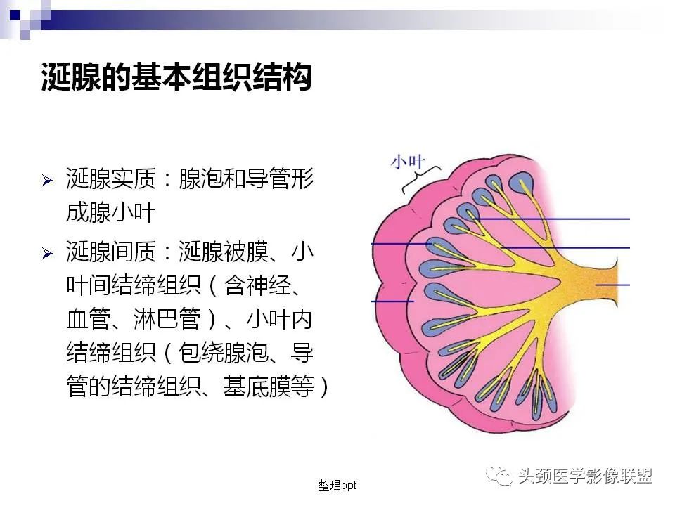 影像PPT - 【PPT】涎腺疾病的影像诊断-14