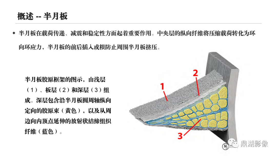影像PPT - 【PPT】MR诊断骨关节里的组织分层-64 影像PPT - 【PPT】MR诊断骨关节里的组织分层-64