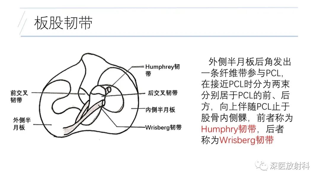 影像PPT - 【PPT】膝关节解剖变异的影像诊断-38