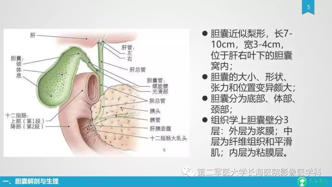 影像PPT - 【PPT】胆囊良性病变及其影像学特征-5
