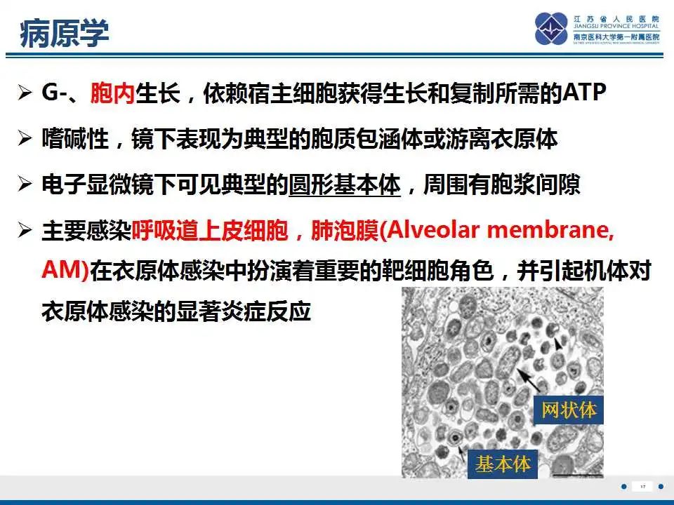 影像PPT - 【PPT】鹦鹉热衣原体肺炎-18