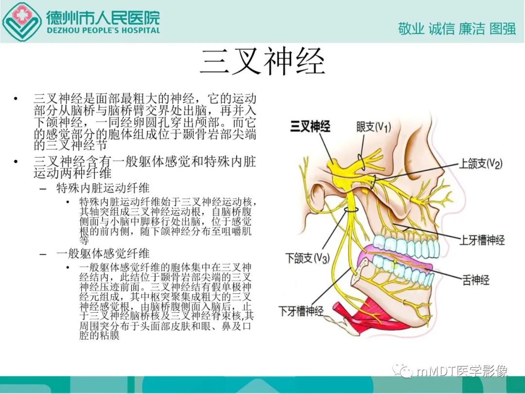 影像PPT - 【PPT】绕出崎岖孔孔道—三叉神经的颅底走形-2