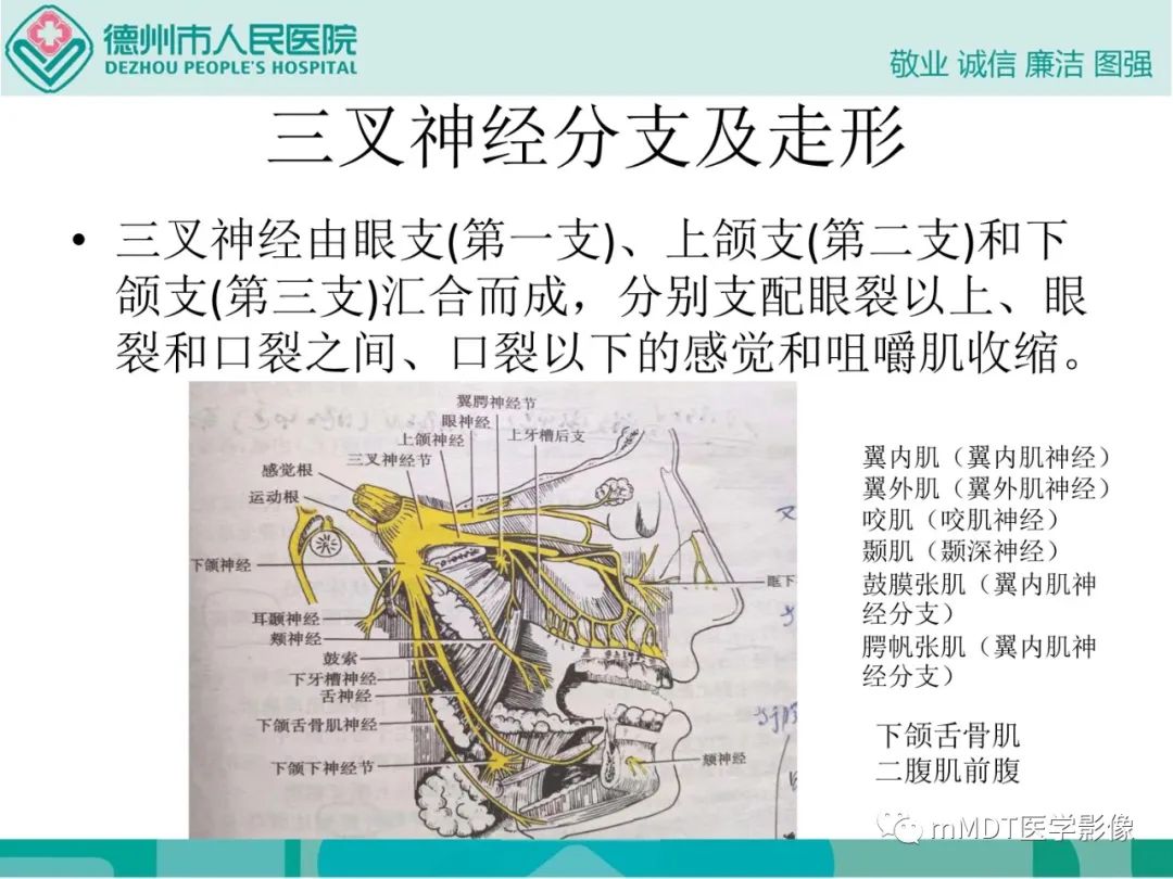 影像PPT - 【PPT】绕出崎岖孔孔道—三叉神经的颅底走形-5