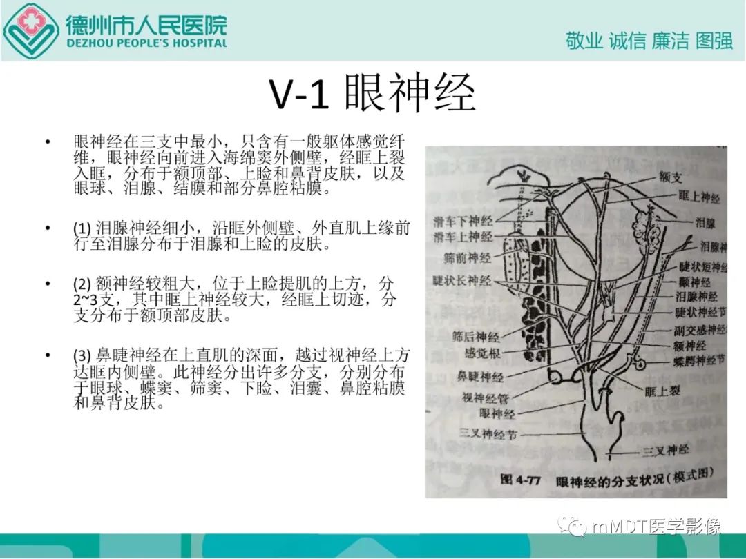 影像PPT - 【PPT】绕出崎岖孔孔道—三叉神经的颅底走形-8
