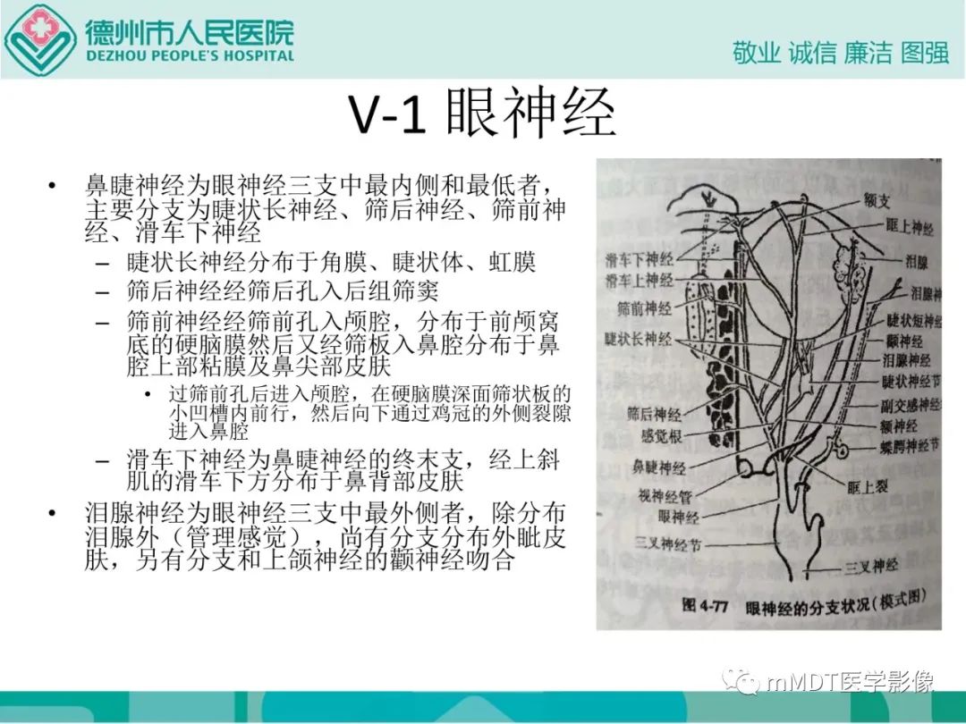 影像PPT - 【PPT】绕出崎岖孔孔道—三叉神经的颅底走形-10