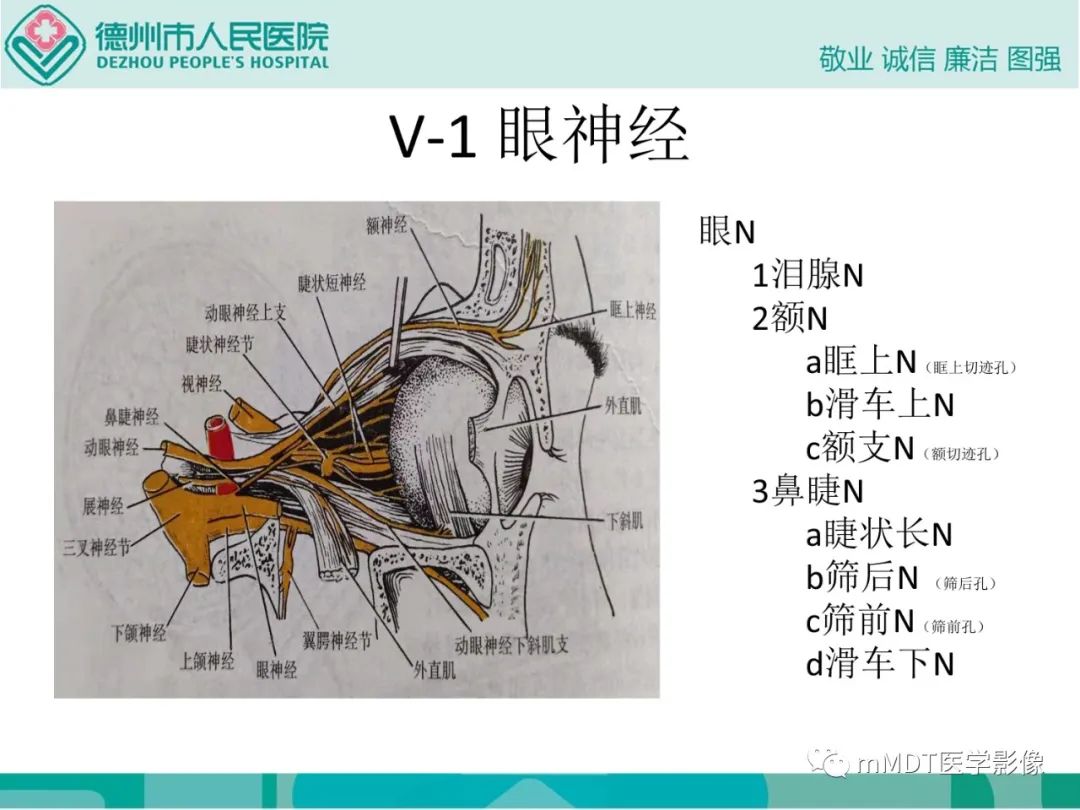 影像PPT - 【PPT】绕出崎岖孔孔道—三叉神经的颅底走形-11