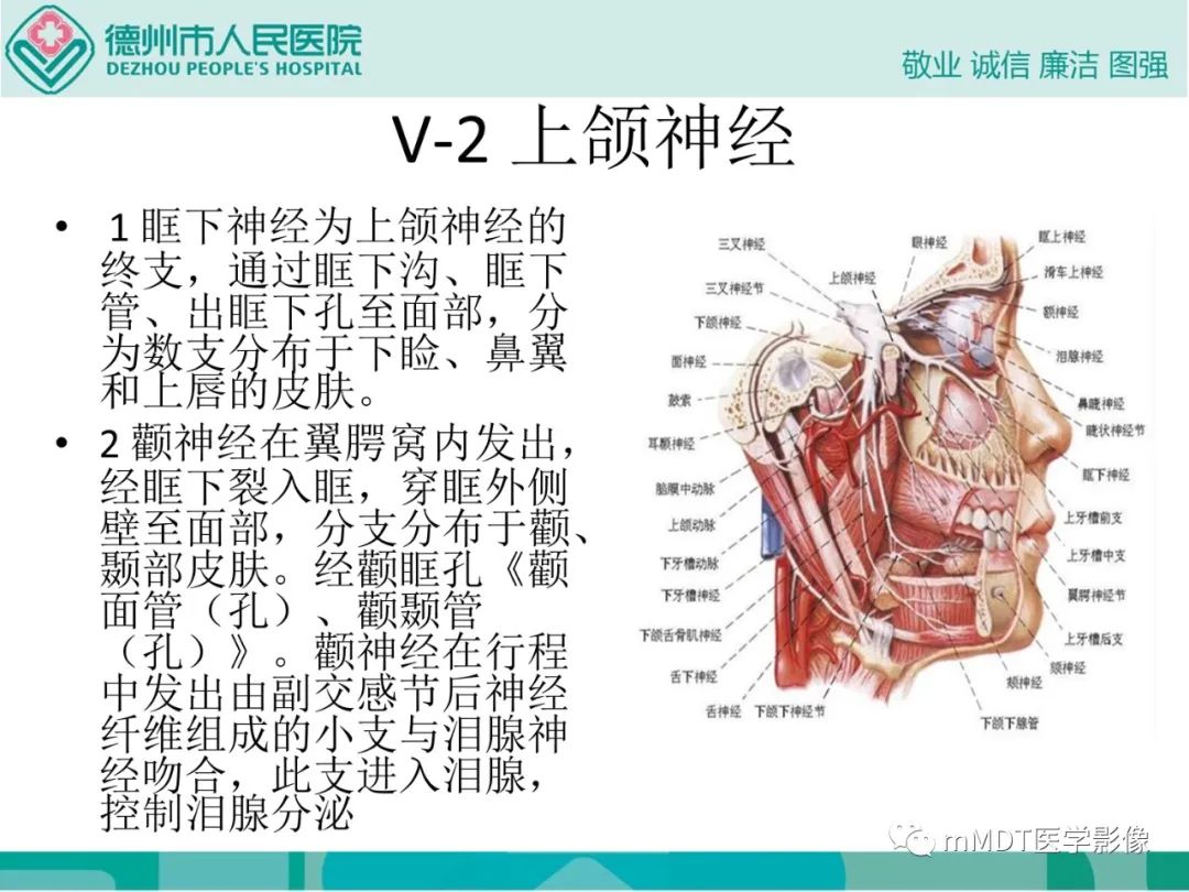 影像PPT - 【PPT】绕出崎岖孔孔道—三叉神经的颅底走形-15