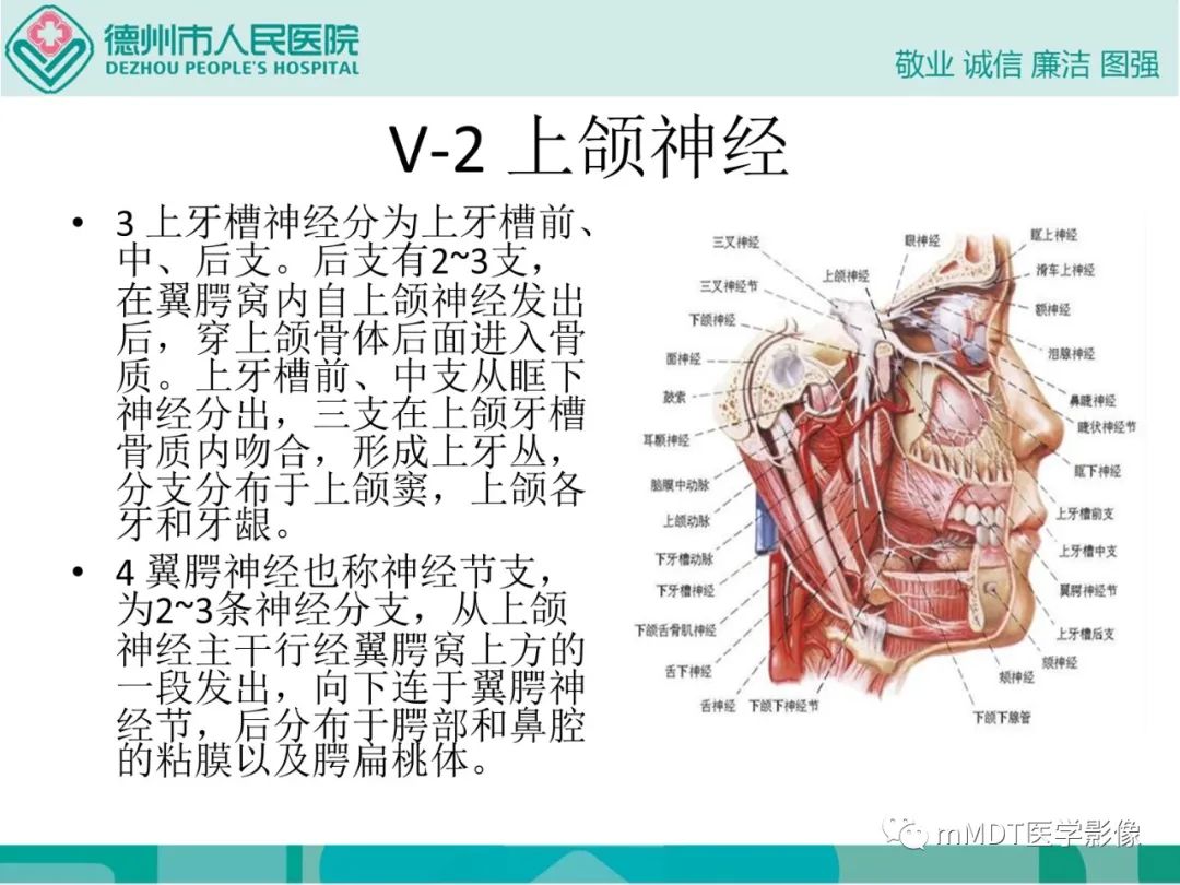 影像PPT - 【PPT】绕出崎岖孔孔道—三叉神经的颅底走形-16