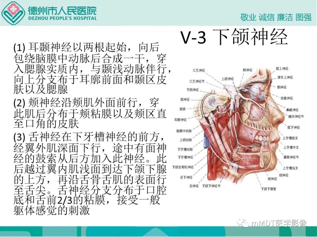 影像PPT - 【PPT】绕出崎岖孔孔道—三叉神经的颅底走形-21