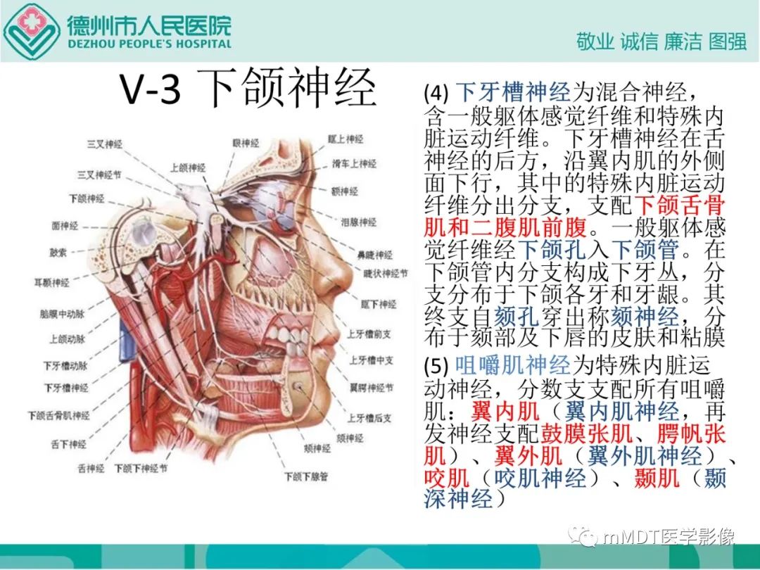影像PPT - 【PPT】绕出崎岖孔孔道—三叉神经的颅底走形-22