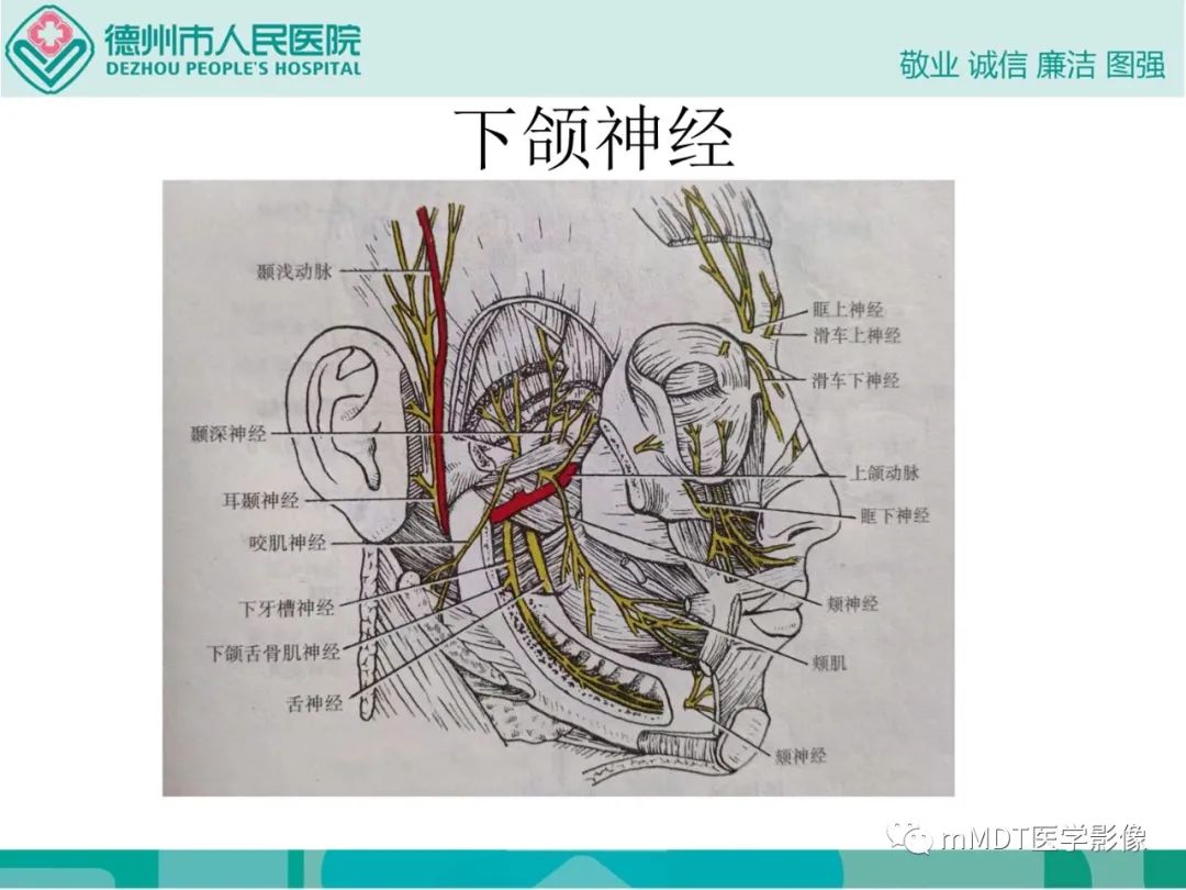 影像PPT - 【PPT】绕出崎岖孔孔道—三叉神经的颅底走形-23