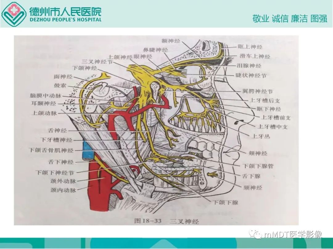 影像PPT - 【PPT】绕出崎岖孔孔道—三叉神经的颅底走形-25