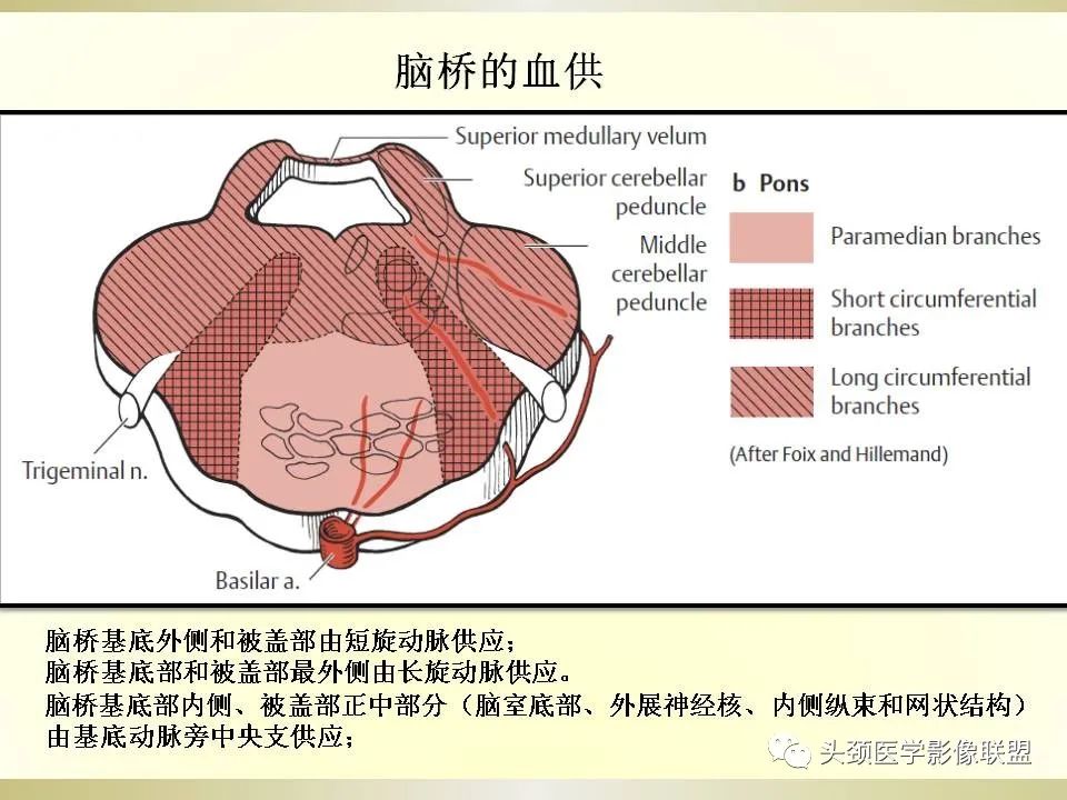 影像PPT - 【PPT】脑桥病变的定性诊断与影像学特点-6