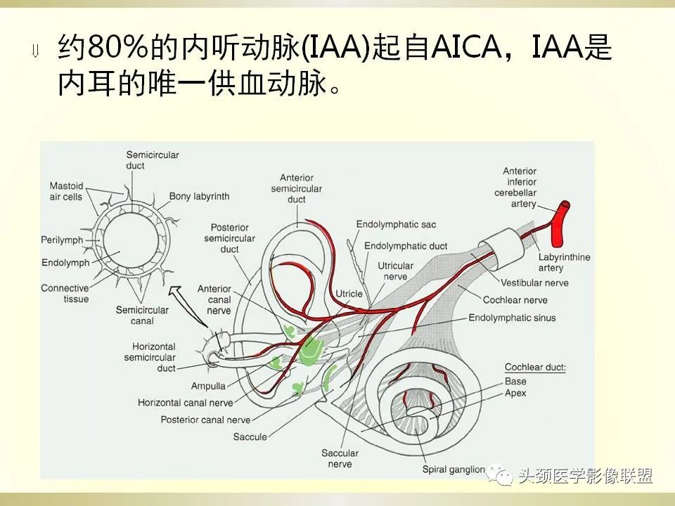影像PPT - 【PPT】脑桥病变的定性诊断与影像学特点-15