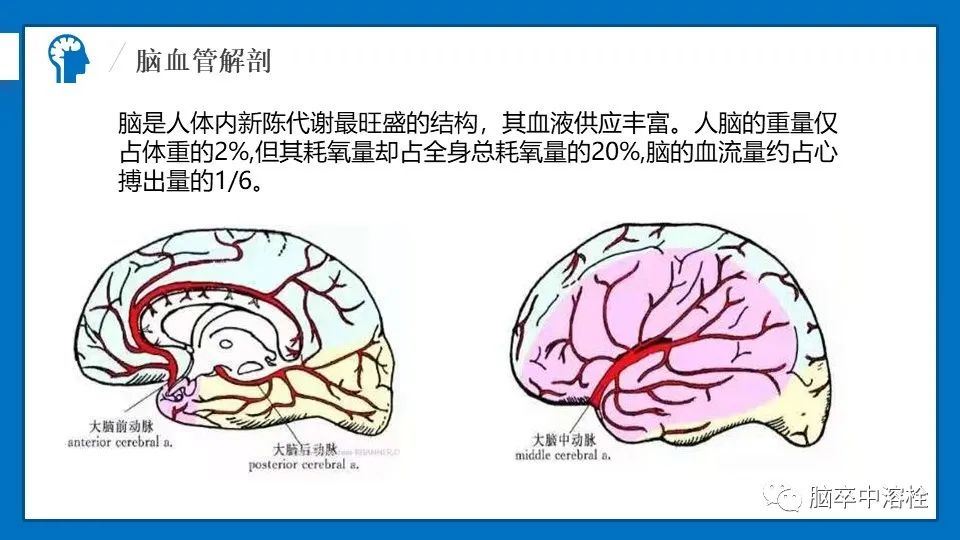 影像PPT - 【PPT】脑血管经典解剖-2