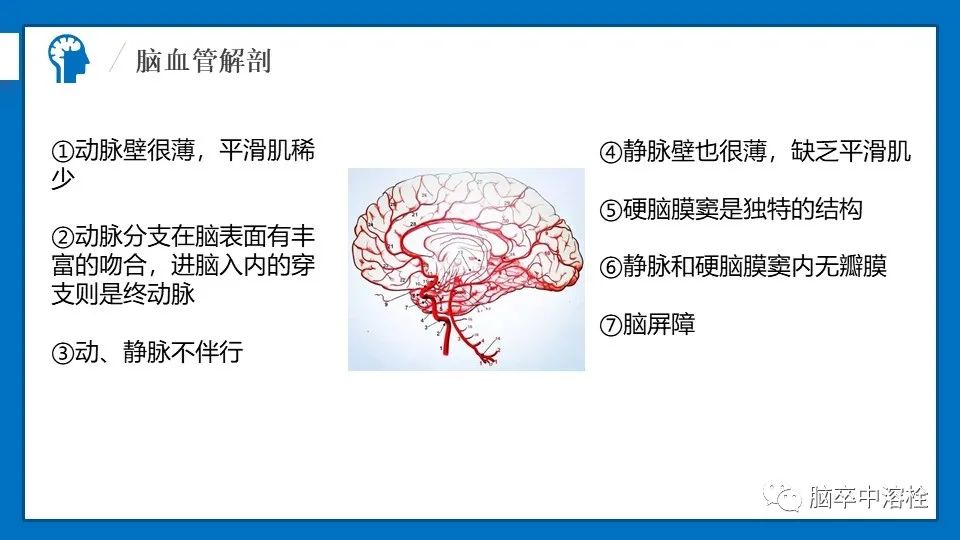影像PPT - 【PPT】脑血管经典解剖-3