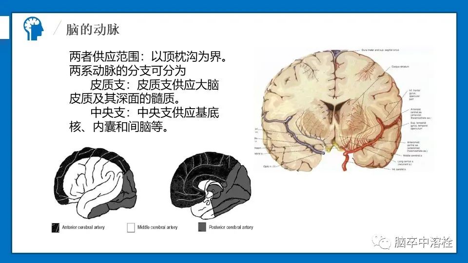 影像PPT - 【PPT】脑血管经典解剖-5