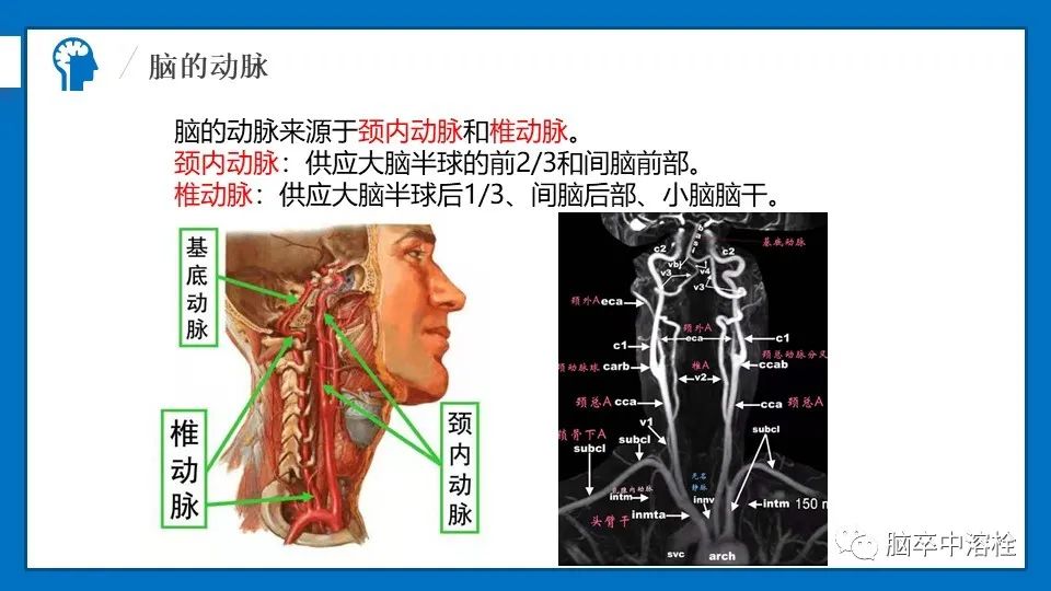 影像PPT - 【PPT】脑血管经典解剖-4