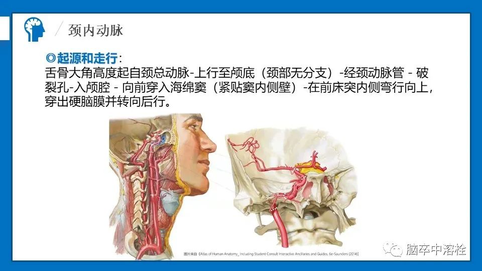 影像PPT - 【PPT】脑血管经典解剖-6