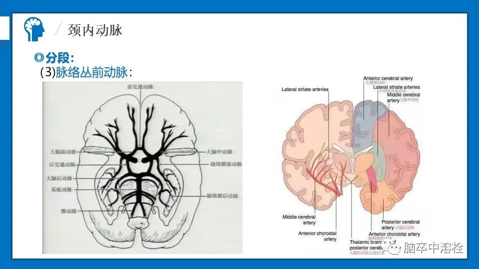 影像PPT - 【PPT】脑血管经典解剖-11