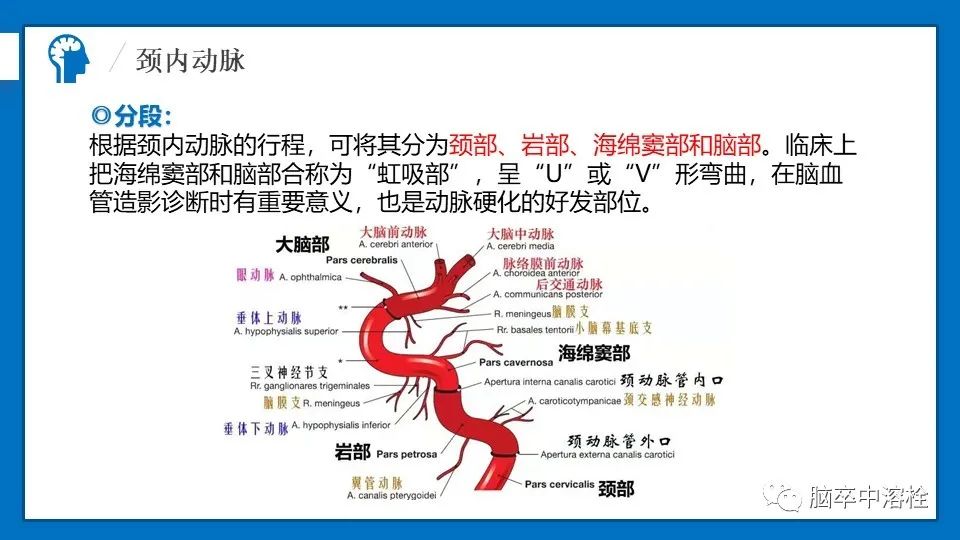 影像PPT - 【PPT】脑血管经典解剖-7