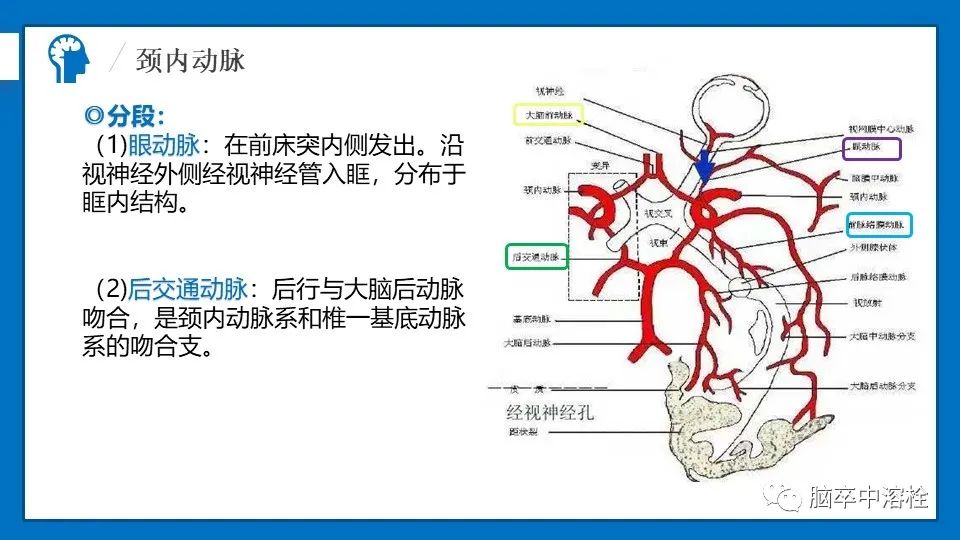 影像PPT - 【PPT】脑血管经典解剖-9