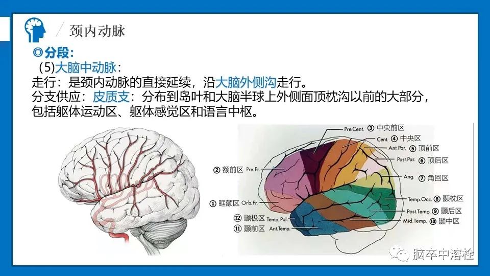 影像PPT - 【PPT】脑血管经典解剖-14
