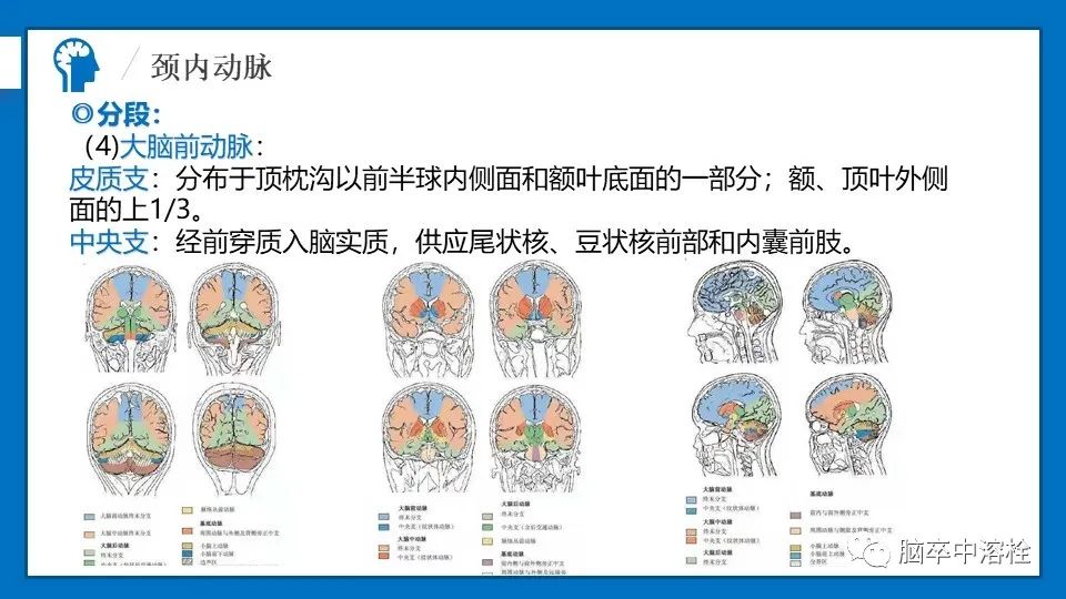 影像PPT - 【PPT】脑血管经典解剖-13