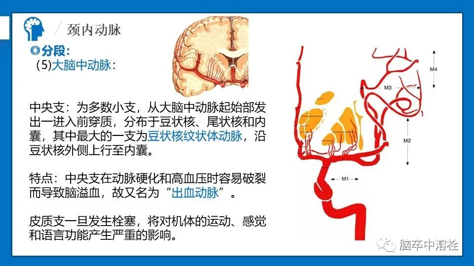 影像PPT - 【PPT】脑血管经典解剖-15