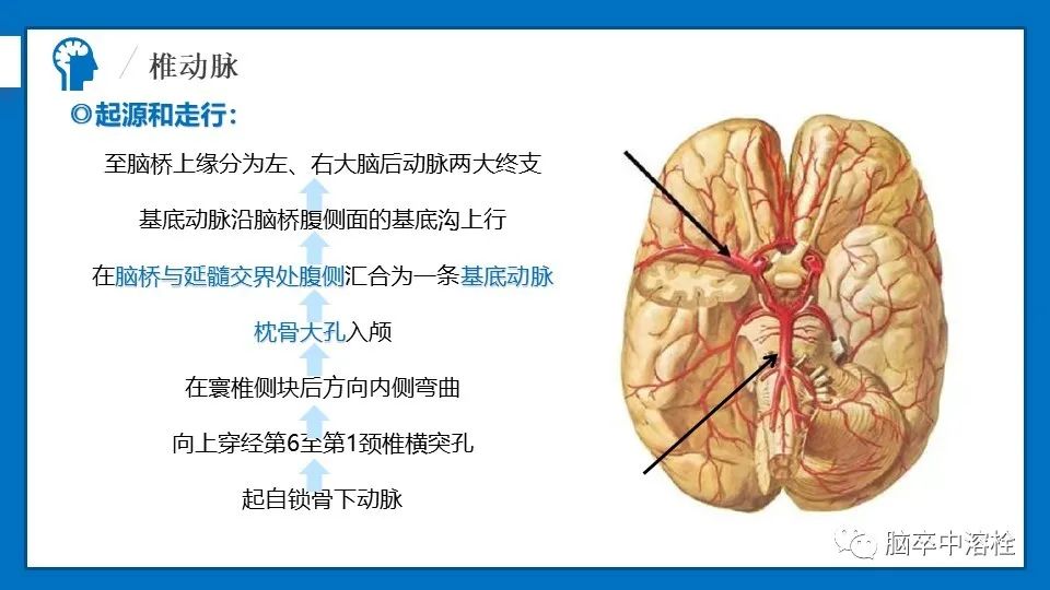 影像PPT - 【PPT】脑血管经典解剖-17