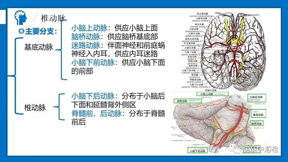 影像PPT - 【PPT】脑血管经典解剖-18