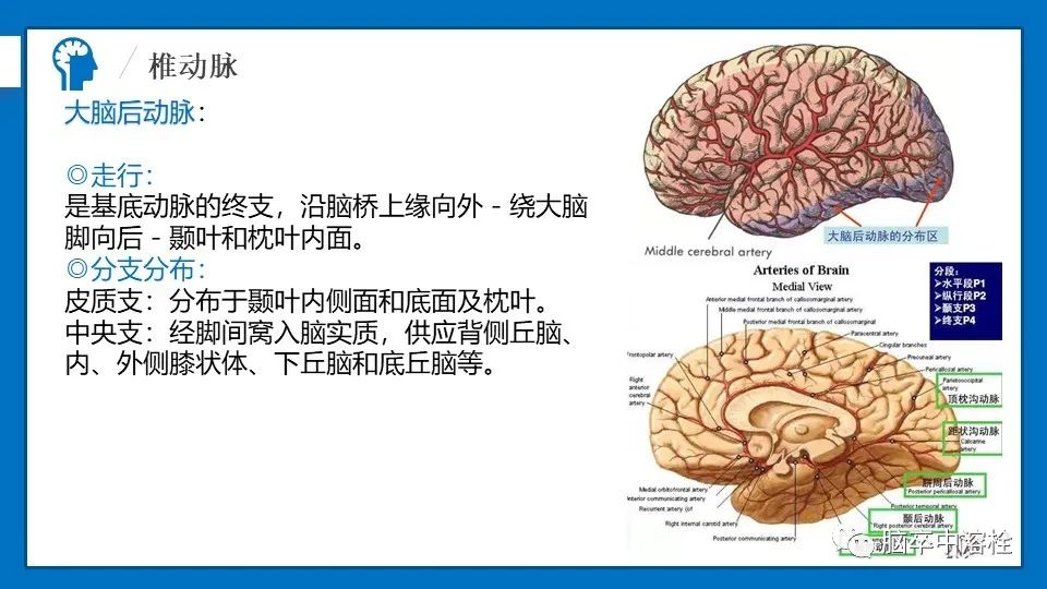 影像PPT - 【PPT】脑血管经典解剖-19